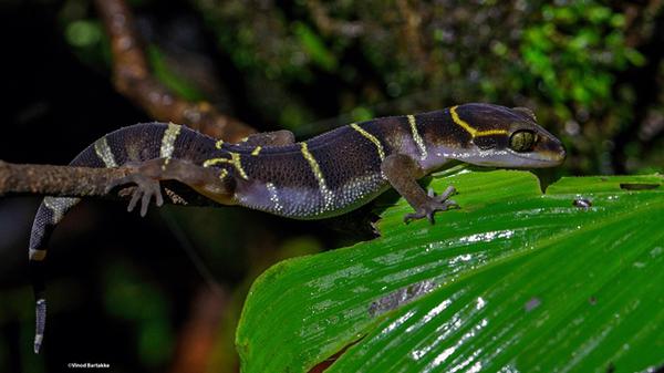 AMBOLI - Understanding the magical world of amphibians and reptiles with Dr. Varad Giri
