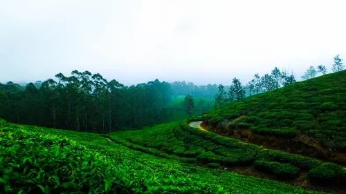 Chikkamagaluru & Sakleshpur – Road Trip from Bangalore