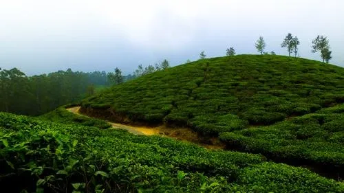 Chikmagalur & Sakleshpur Tour Package