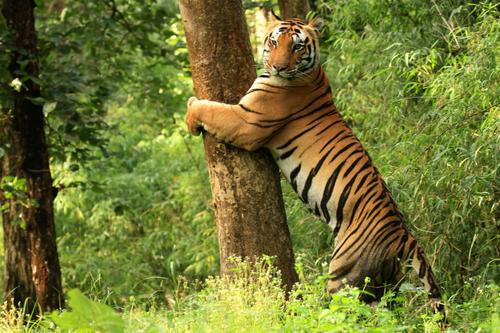 Experience Tigerland at Kanha