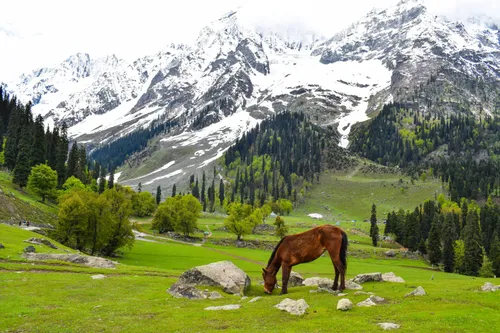 KASHMIR PARADISE ROADTRIP (5N/6D)