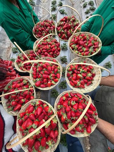 Experience Strawberry Picking & Tasting in Pune