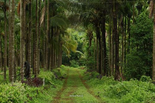 Experience Rains in Konkan - Dapoli