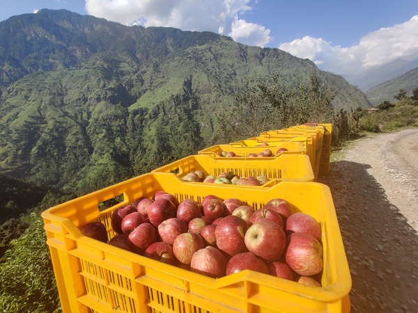 Apple Harvest Trail - Uttarakhand