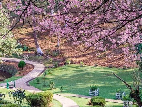 Meghalaya Group Tour 20th Nov Cherry Blossoms Season 