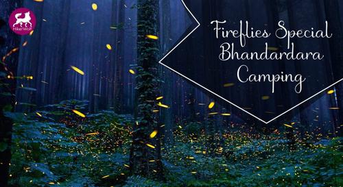 Fireflies Special Bhandardara Camping