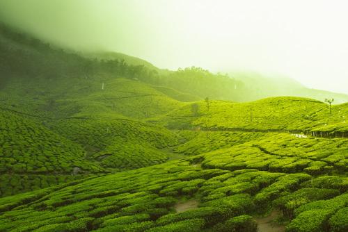 Munnar Backpacking Tour (2D 1N)