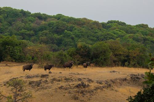 Do I require a permission to visit Koyna Wildlife Sanctuary, Maharashtra? -  Quora