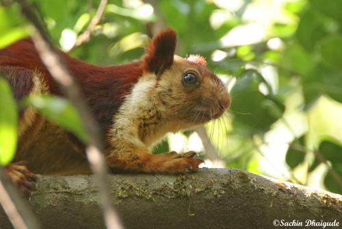 15 Must Visit Wildlife Sanctuaries of Maharashtra