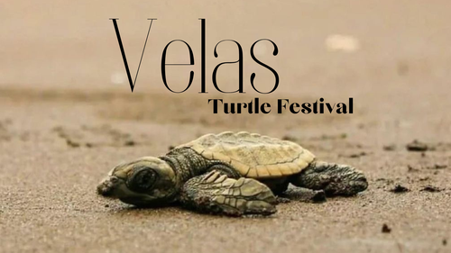 Velas Turtle Festival