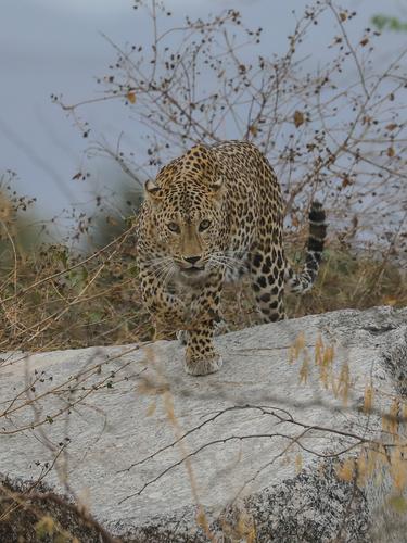 Leopards of Jawai
