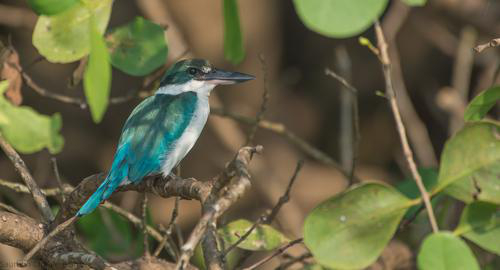 Goa - Biodiversity Trail ( Triumph Special )