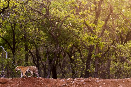 Unexplored Tadoba - OLD TO BE DELETED