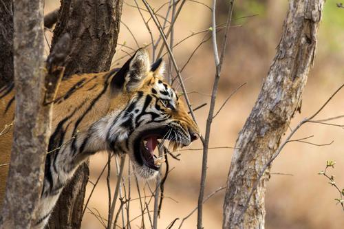 Unexplored Tadoba - OLD TO BE DELETED