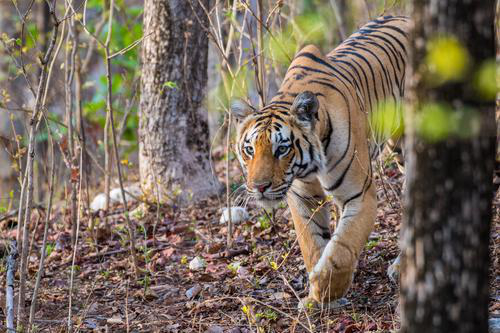 PENCH - Relive Tales from the Jungle Book