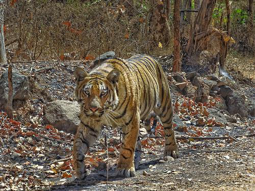 PENCH - Relive Tales from the Jungle Book