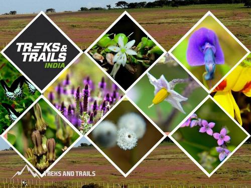 Kaas Plateau Tour 2024 and Thoseghar Waterfall