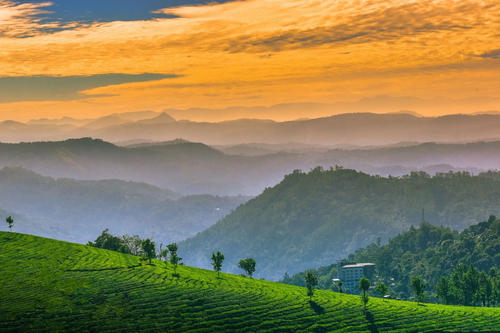 Munnar | Weekend Getaway | 3 Days and 2 Nights