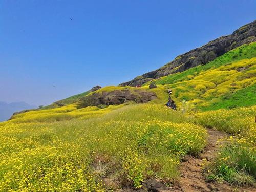 Ratangad Wildflowers Special Trek