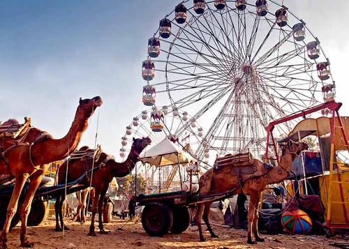 Pushkar Camel Fair Special with Jaipur (Ex Delhi)