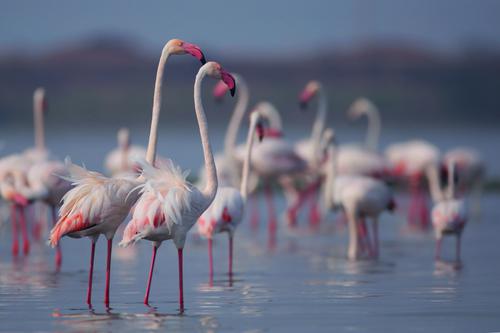 Flamingo & Bird Watching at Bhigwan