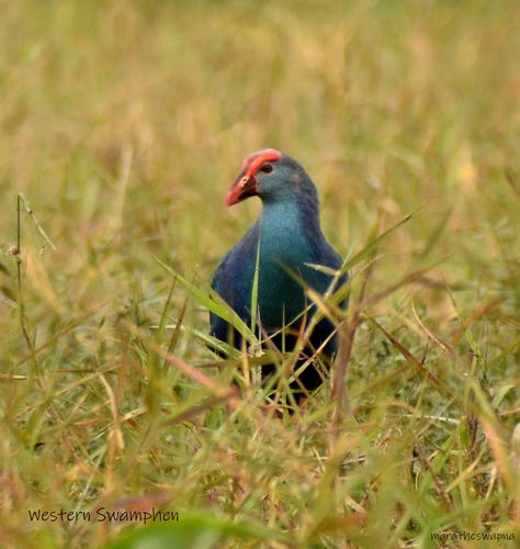 Bird Watching Tour to Bhigwan | World Wetlands Day