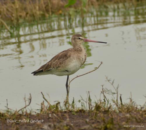 Bird Watching Tour to Bhigwan | World Wetlands Day