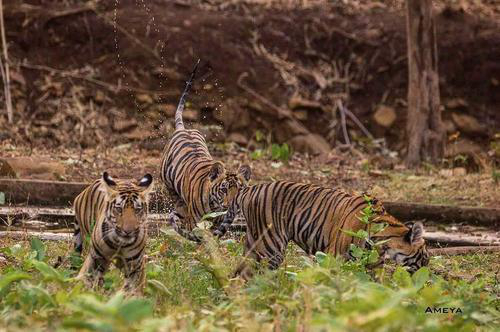 Unexplored Tadoba - Customized for Mr. Siddharth Shah & Group