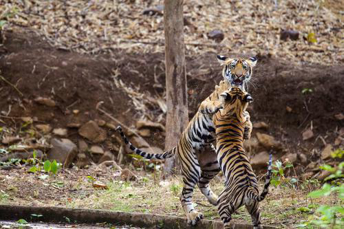 Unexplored Tadoba - Customized for Mr. Siddharth Shah & Group