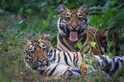 Unexplored Tadoba