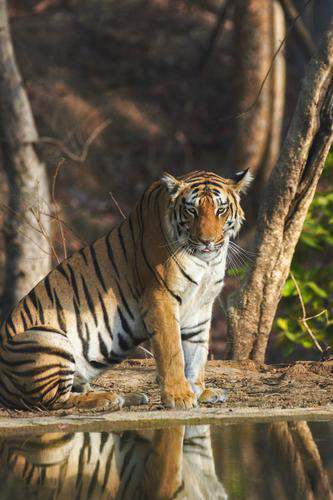 Wild Wild Pench - Customized for Dr. Yogesh & Family