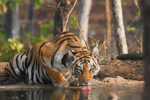 Wild Wild Pench - Customized for Dr. Yogesh & Family