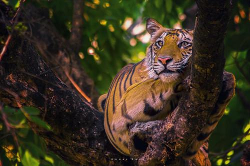 Bandhavgarh - Royal Realm Of Wildlife