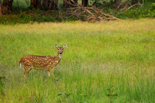 Bandhavgarh - Pench - Tadoba Customized For Clement Fontain