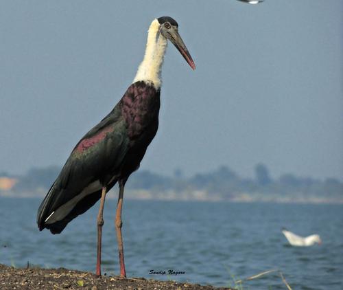 Bhigwan Trip - Bird Watching Special