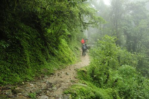 Best of Coorg & Wayanad | Misty Meadows and Scenic Trails