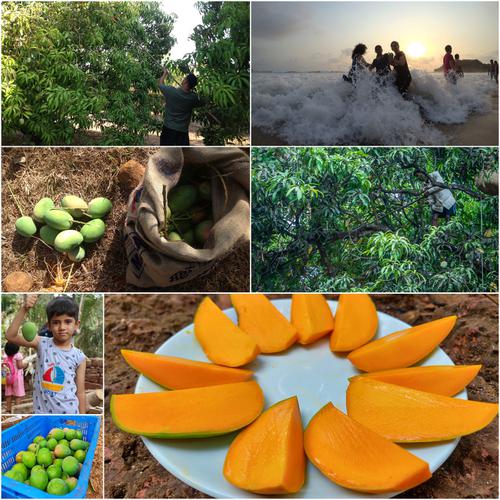 Mango Picking & Tasting Tour | Ratnagiri