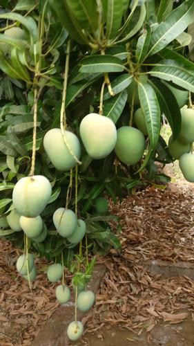 Mango Picking & Tasting Tour | Ganeshgule