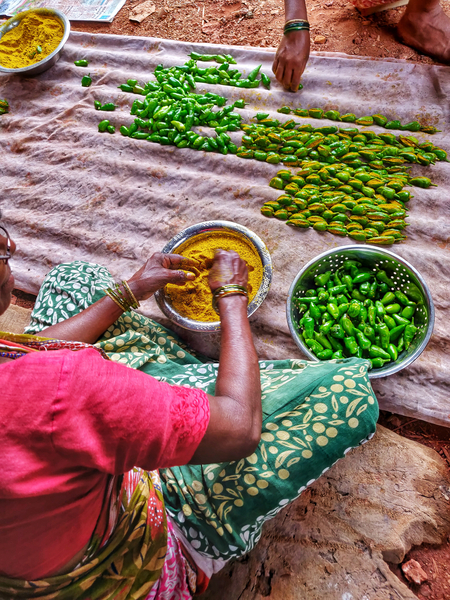 Mango Picking & Tasting Tour | Ratnagiri
