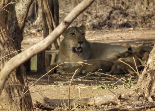 Gir - Last Refuge of the Asiatic Lions