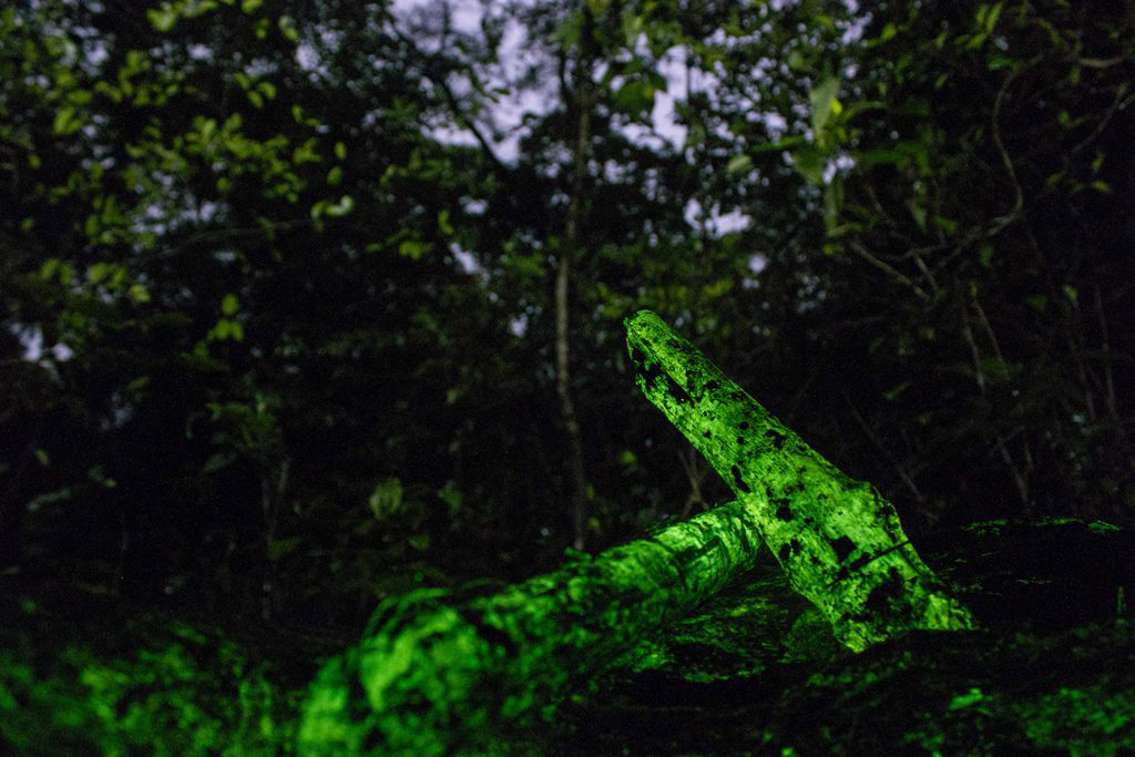 Bioluminescent Fungi, Western Ghats, Goa