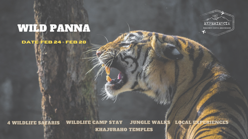 Experience Wild Panna & Khajuraho