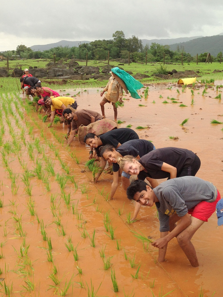 Experience Rice Plantation (भात लावणी)