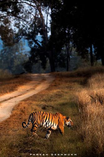 The Depths of Kanha - OLD TO BE DELETED