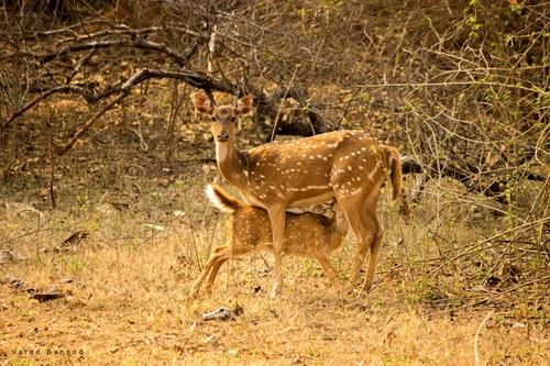 Wild Wild Pench - OLD TO BE DELETED